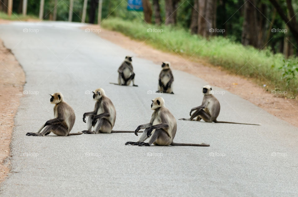 A Road meeting : A group of Langurs sitting in the middle of the road.