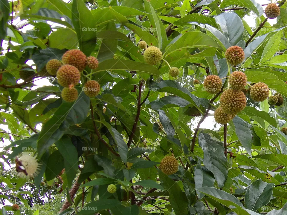 Pokey Balls