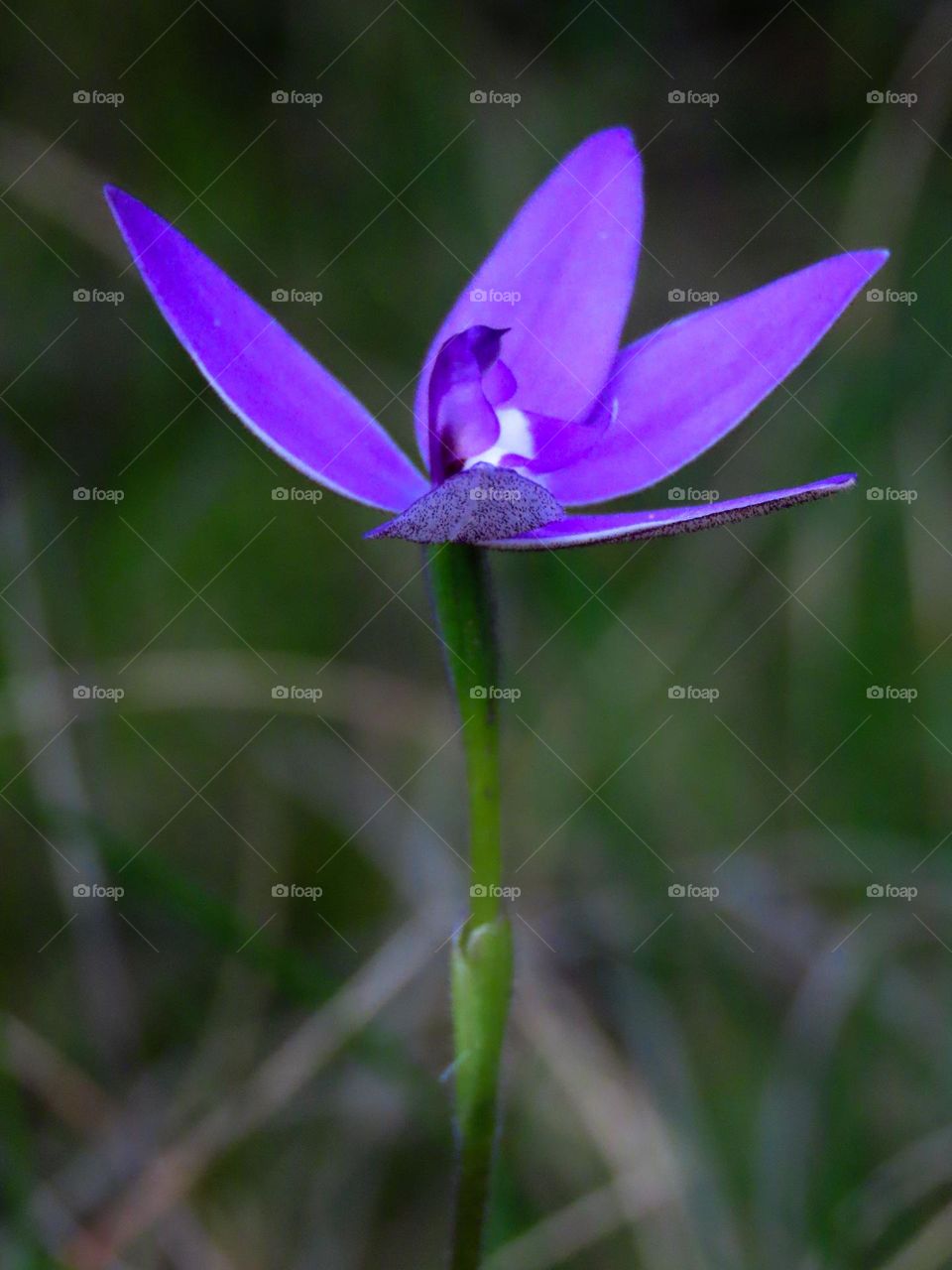 Purple flower