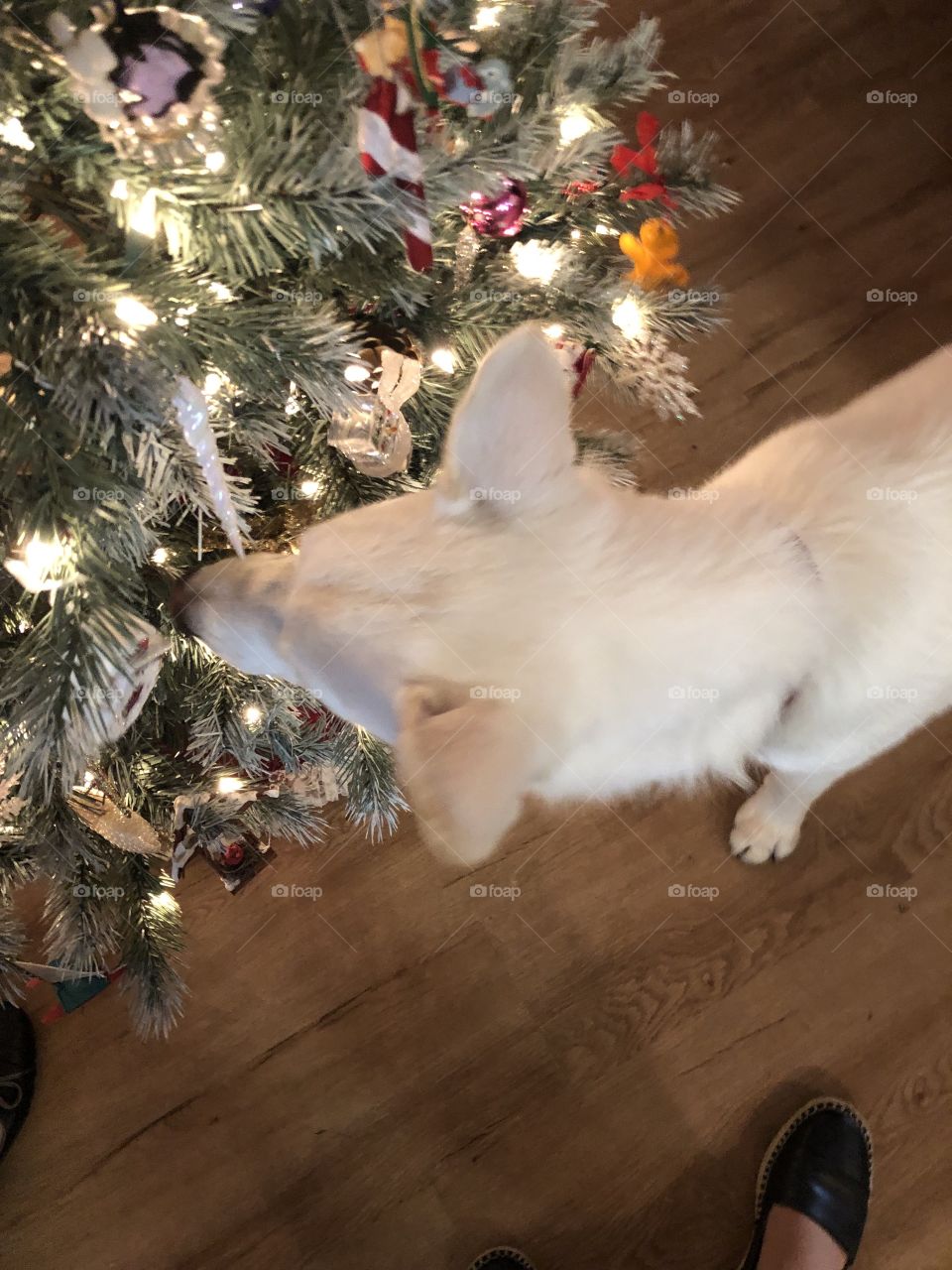 White dog and Christmas tree