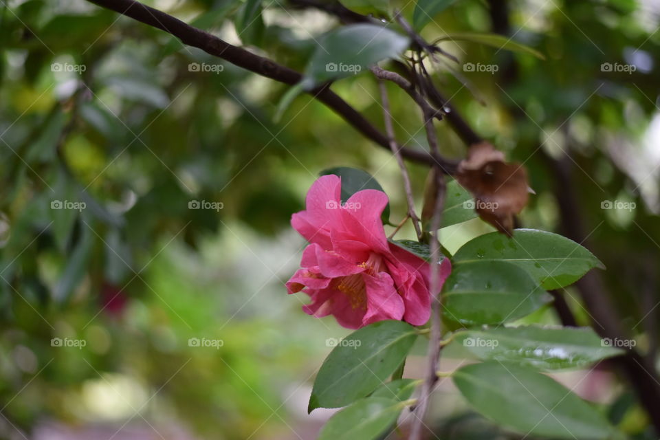 Winter flowers in California