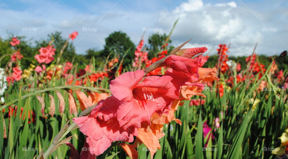 flower summer denmark gladiolus by salsa