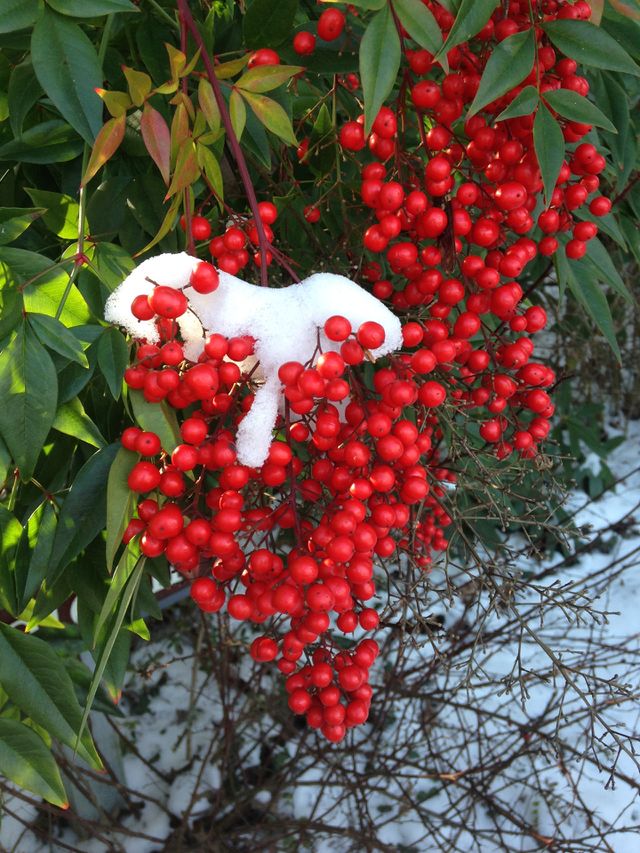 Bright red berries