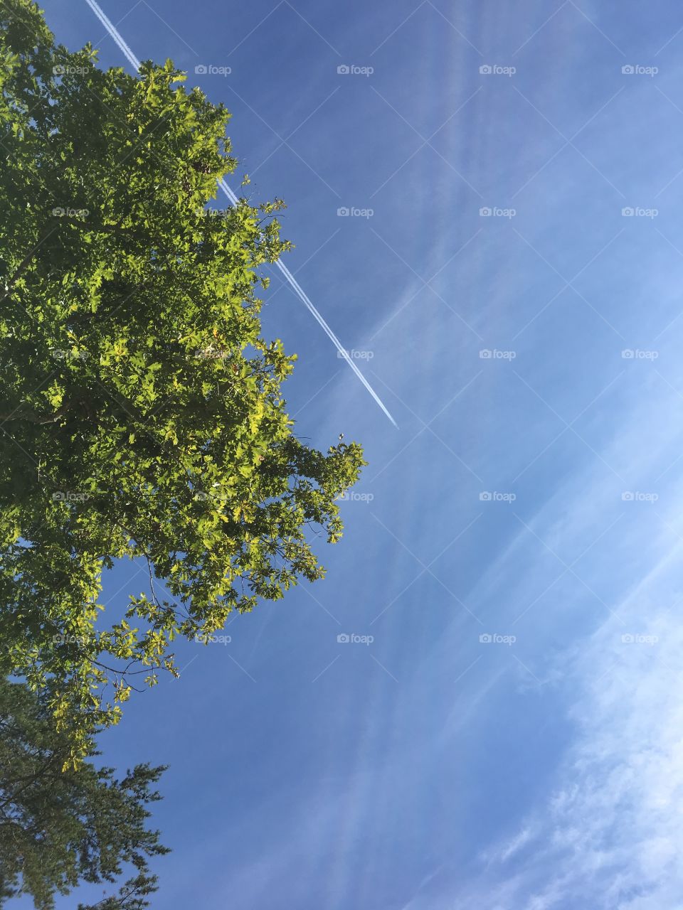 Blue sky tree and contrail 