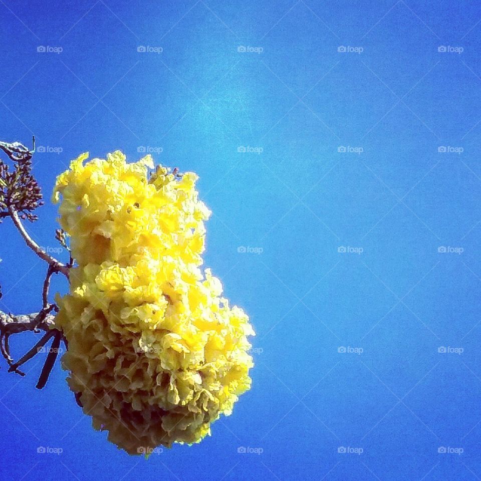 Tree Flowers in the Sky