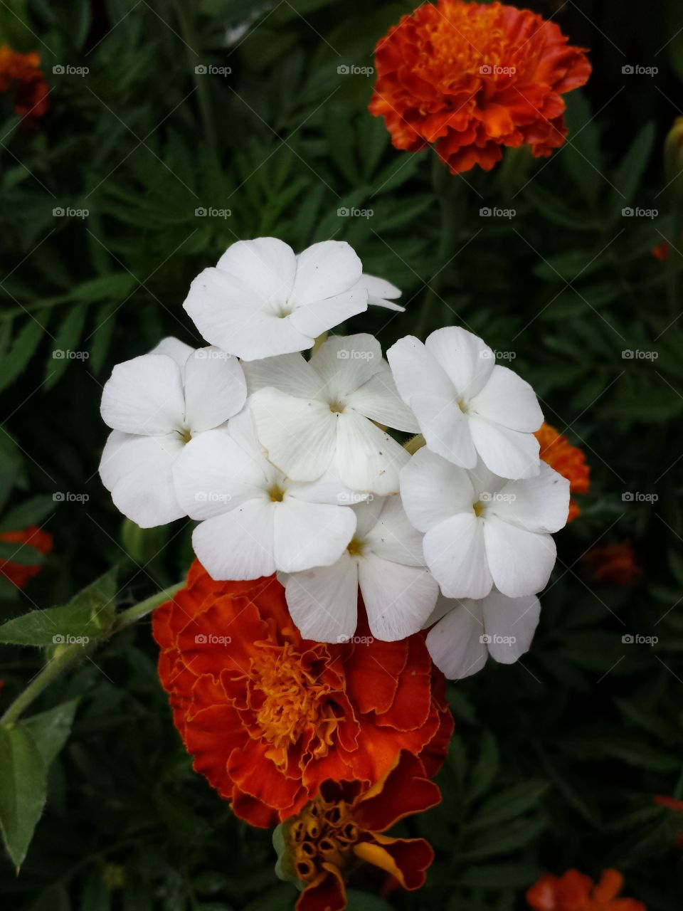white phlox & marigolds
