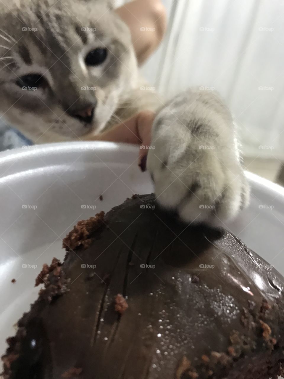 Querendo bolo! 