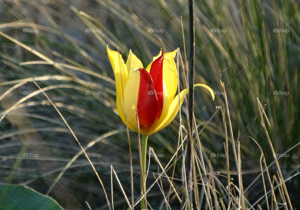 Wild tulip in Kalmykia