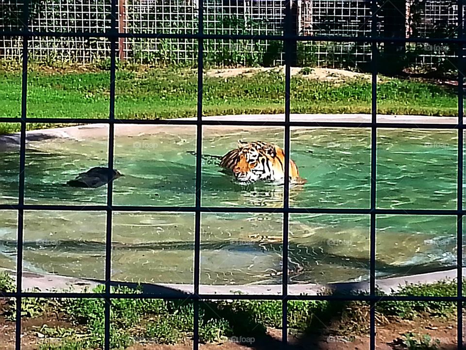 Swimming . Tiger was playing 