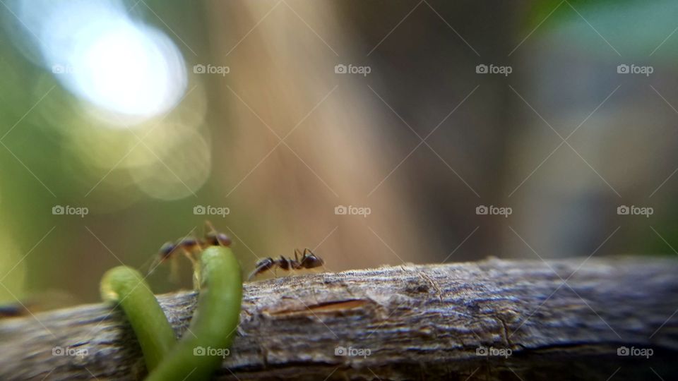 ants closeup