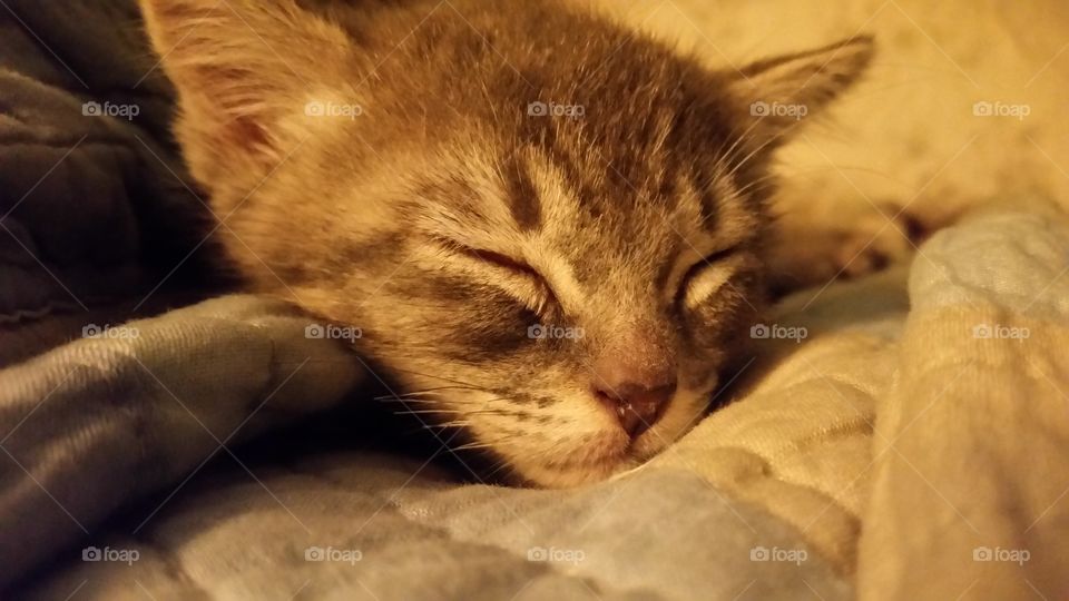 Cat, Sleep, Cute, Sleepy, Mammal