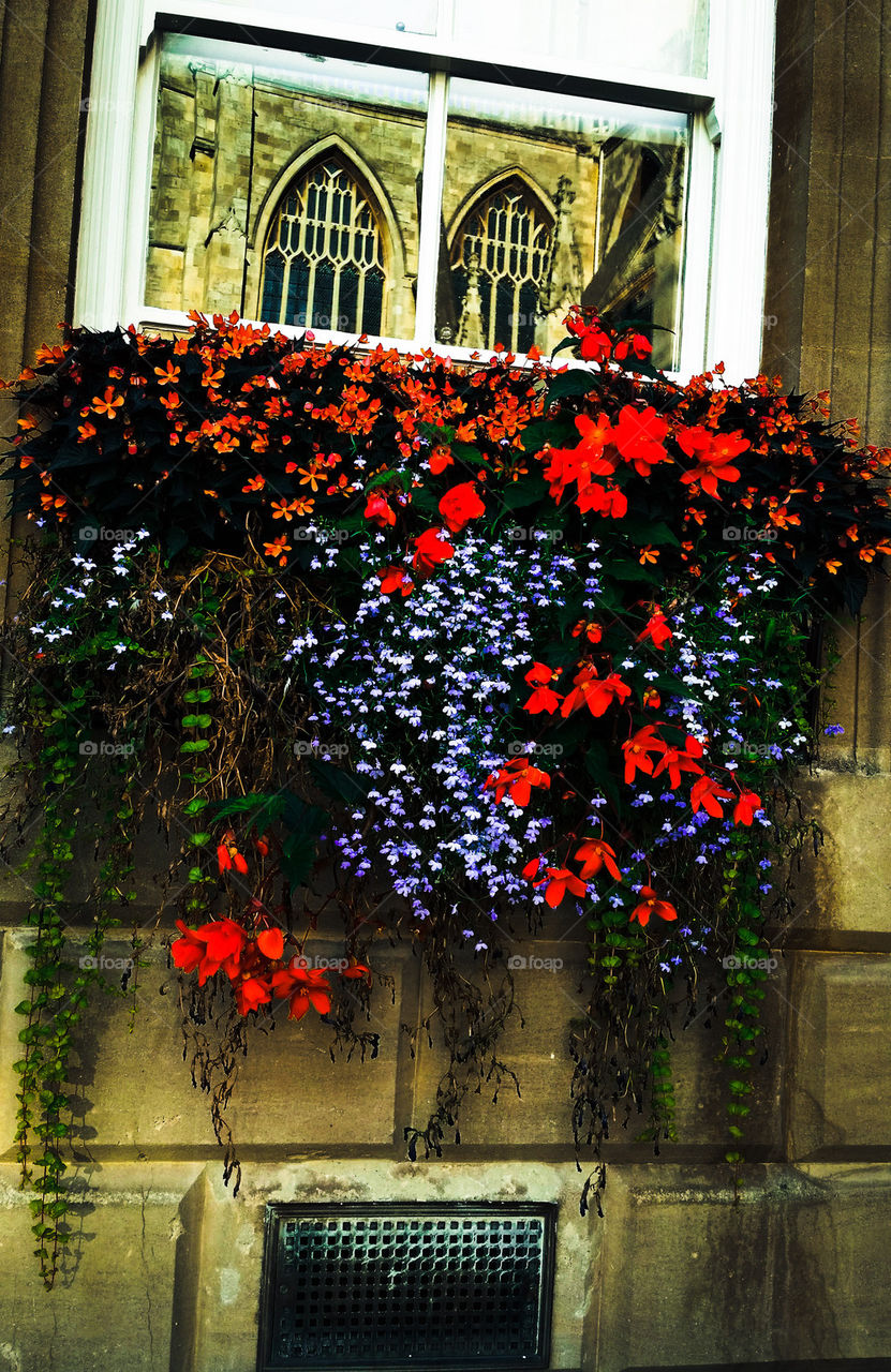 Flowers of Bath