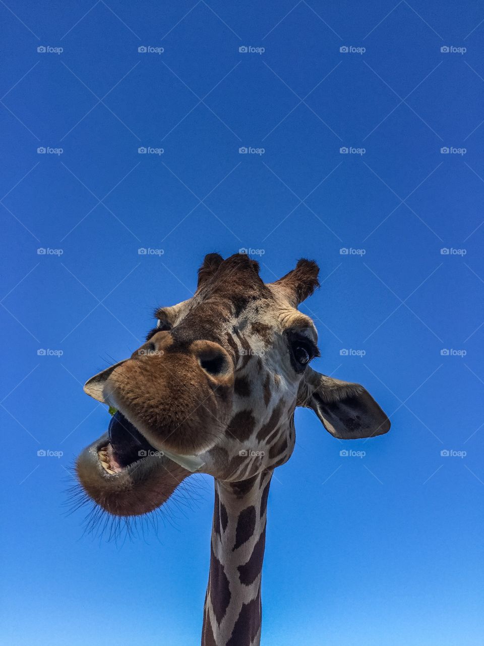 Silly Giraffe 