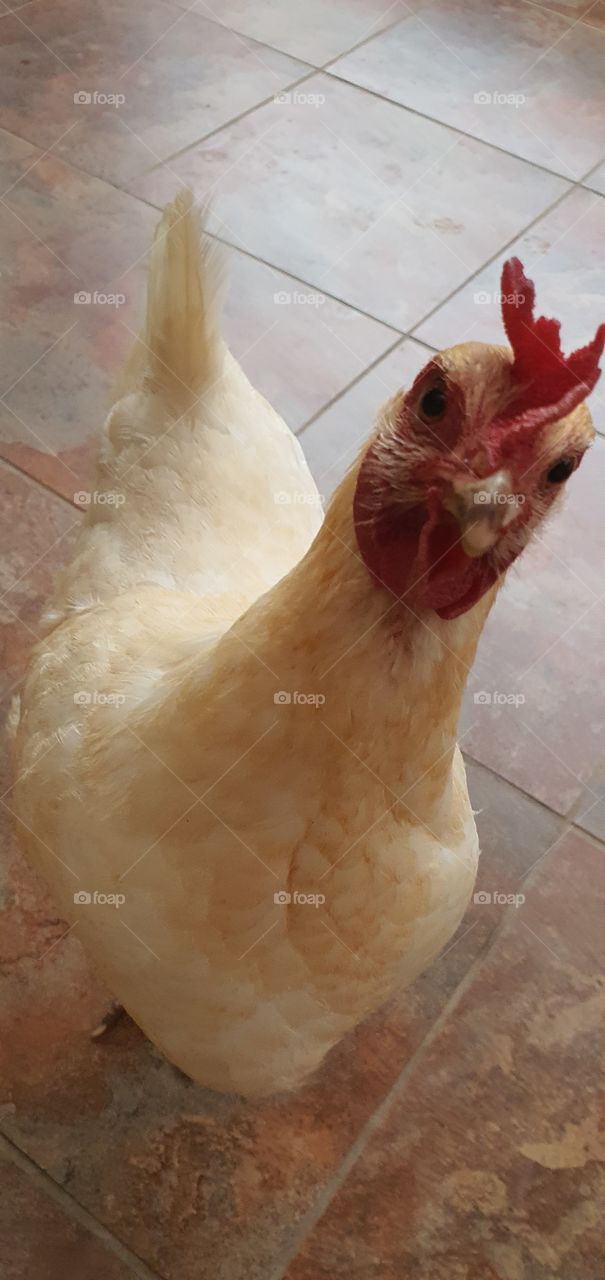 Chicken - Pet of a different feather
