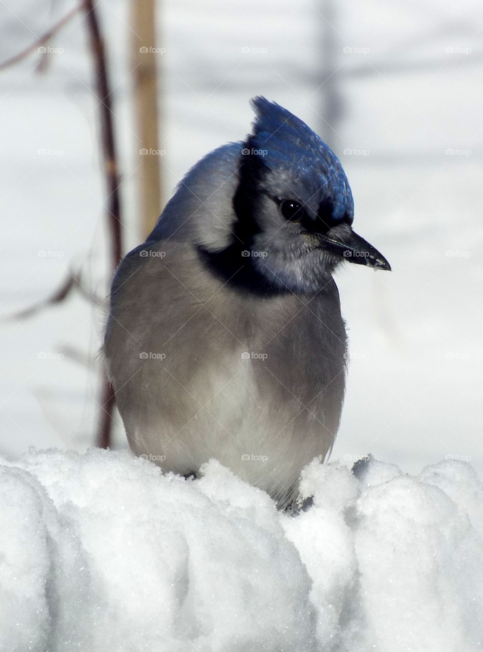 snowy blue jay. after 2016 New York blizzard