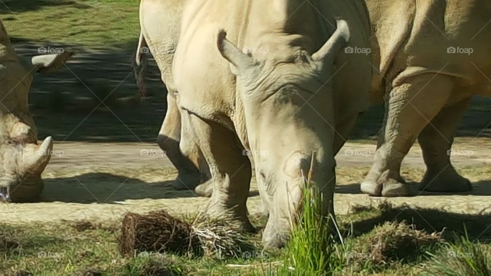 A white rhino grazes on the grass at Animal Kingdom at the Walt Disney World Resort in Orlando, Florida.