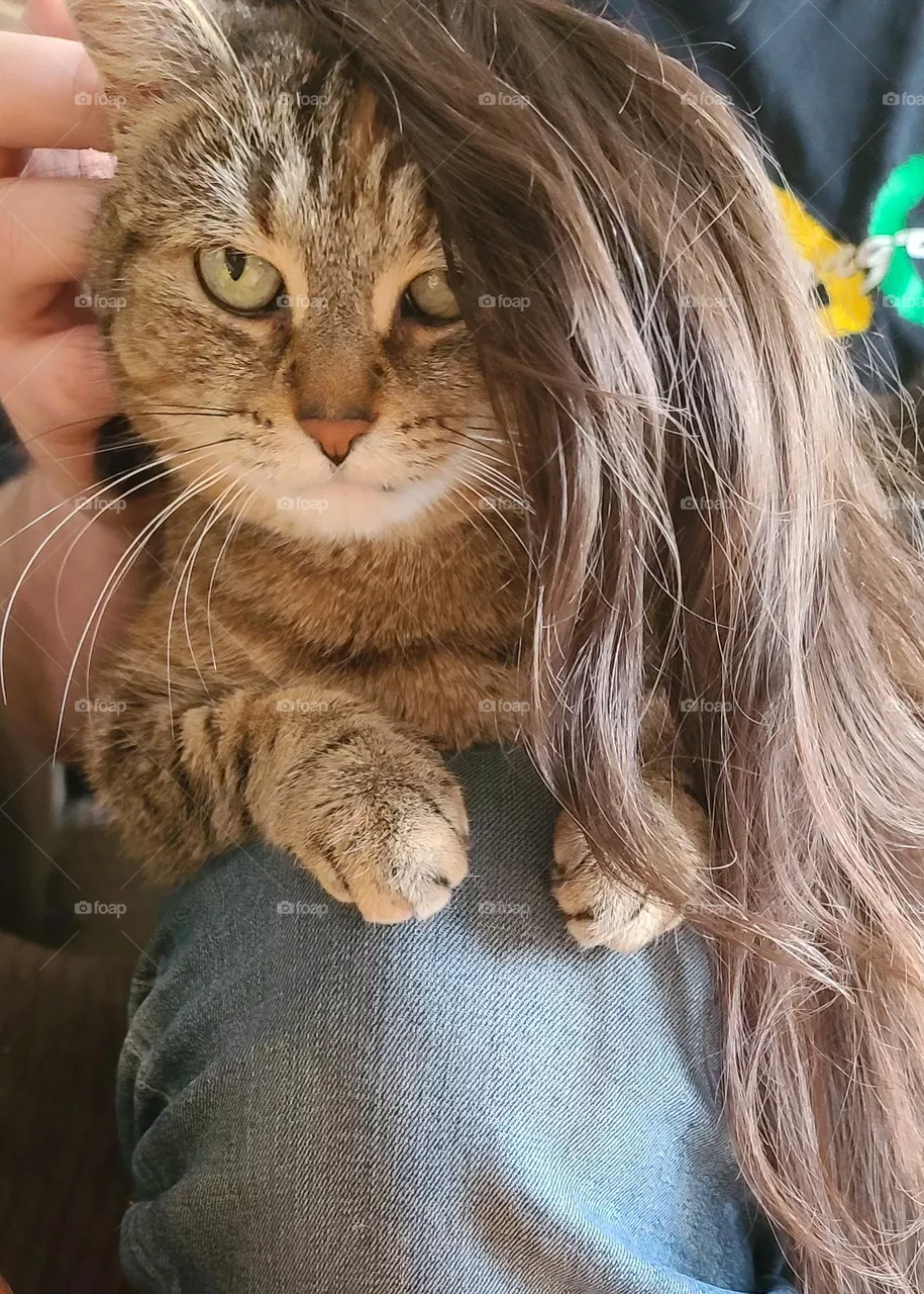 funny photo of cat with hair clipping