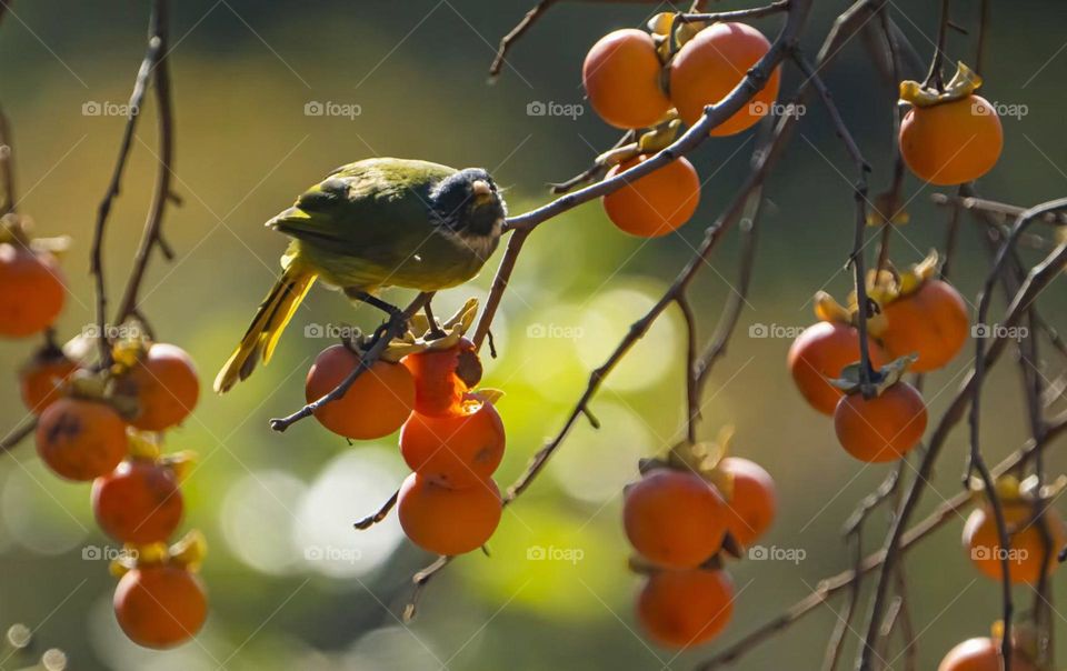 Look at fall leaves, fall has passed the season, winter does not know when the snow come 