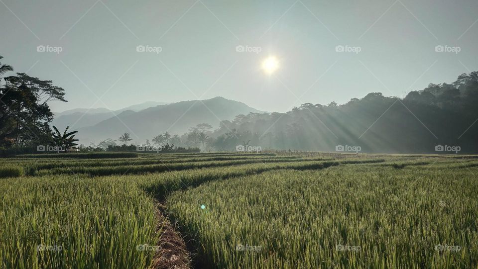 in the area sawah