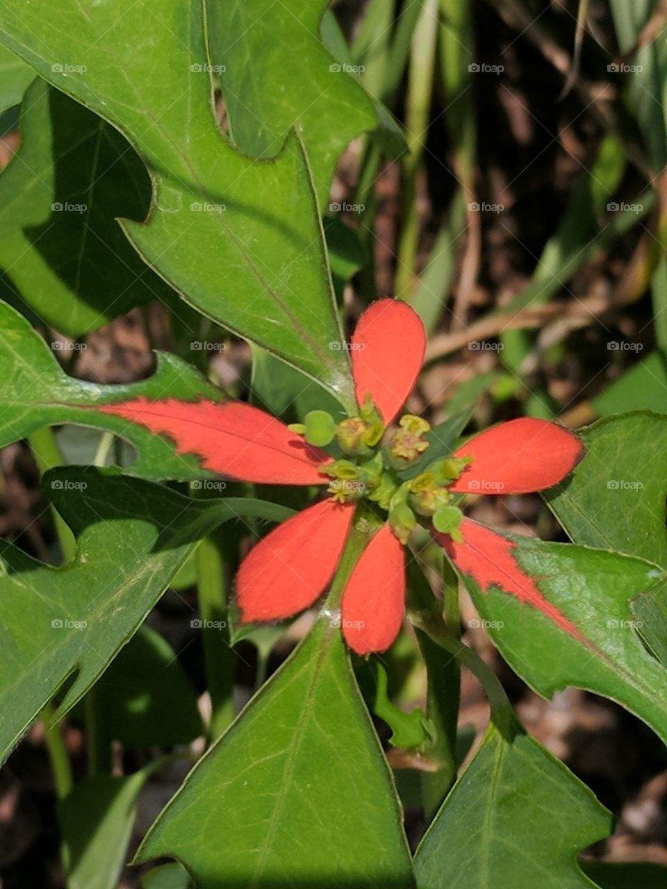 lovely wild poinsettia