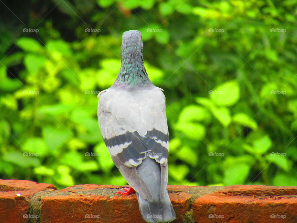 Rock dove or rock pigeon or common pigeon (Columba livia) is a member of the bird family Columbidae.