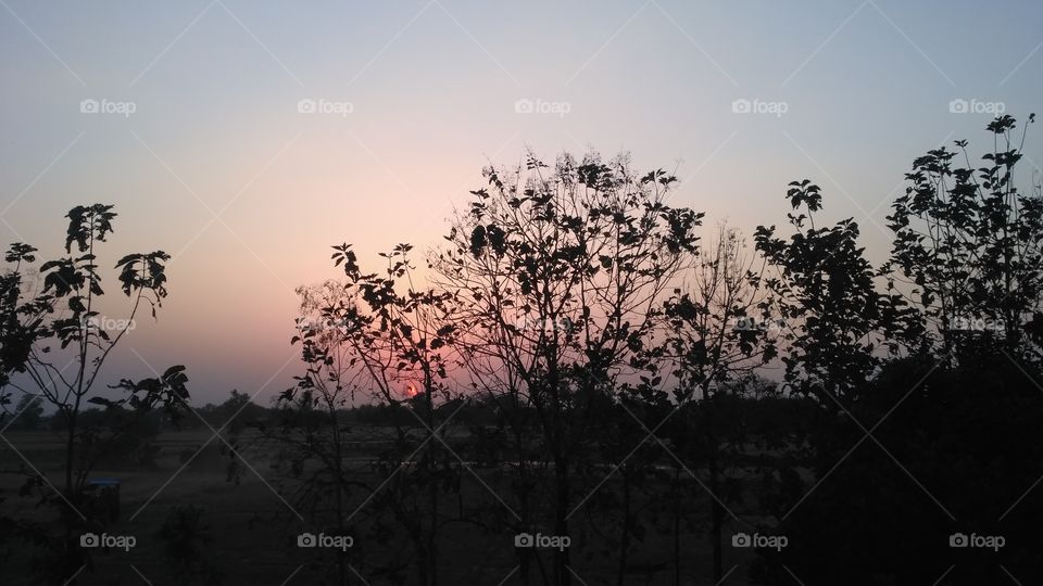 beautiful sunset in trees