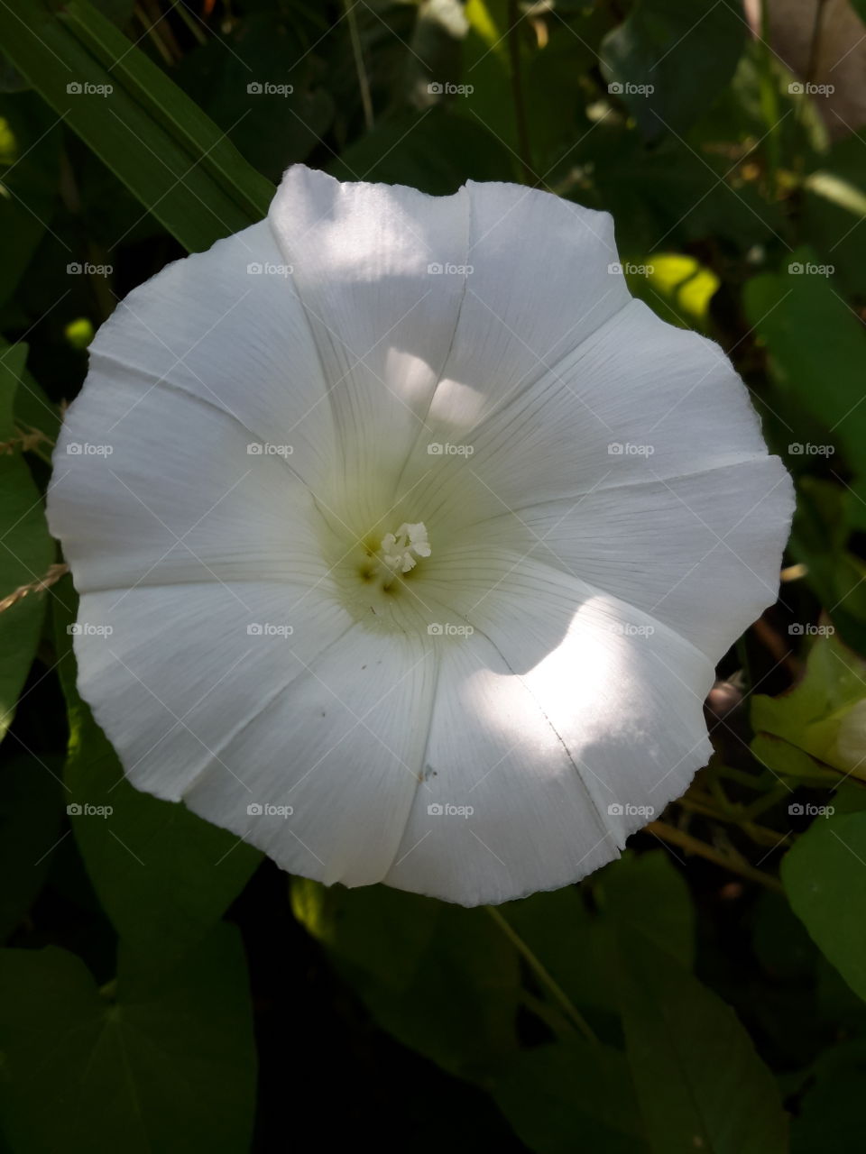 White flower