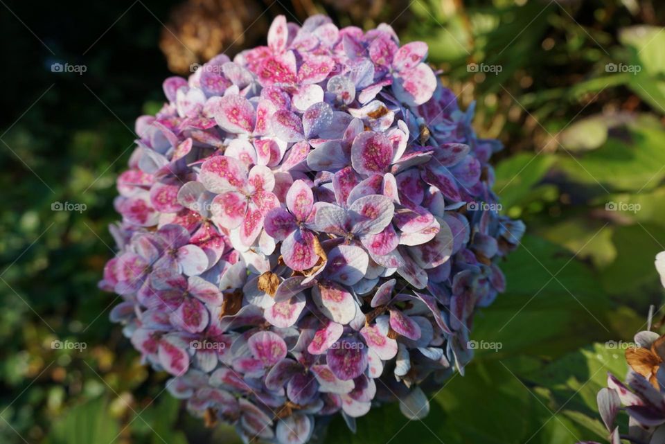 Flowers#nature#colors#blossom