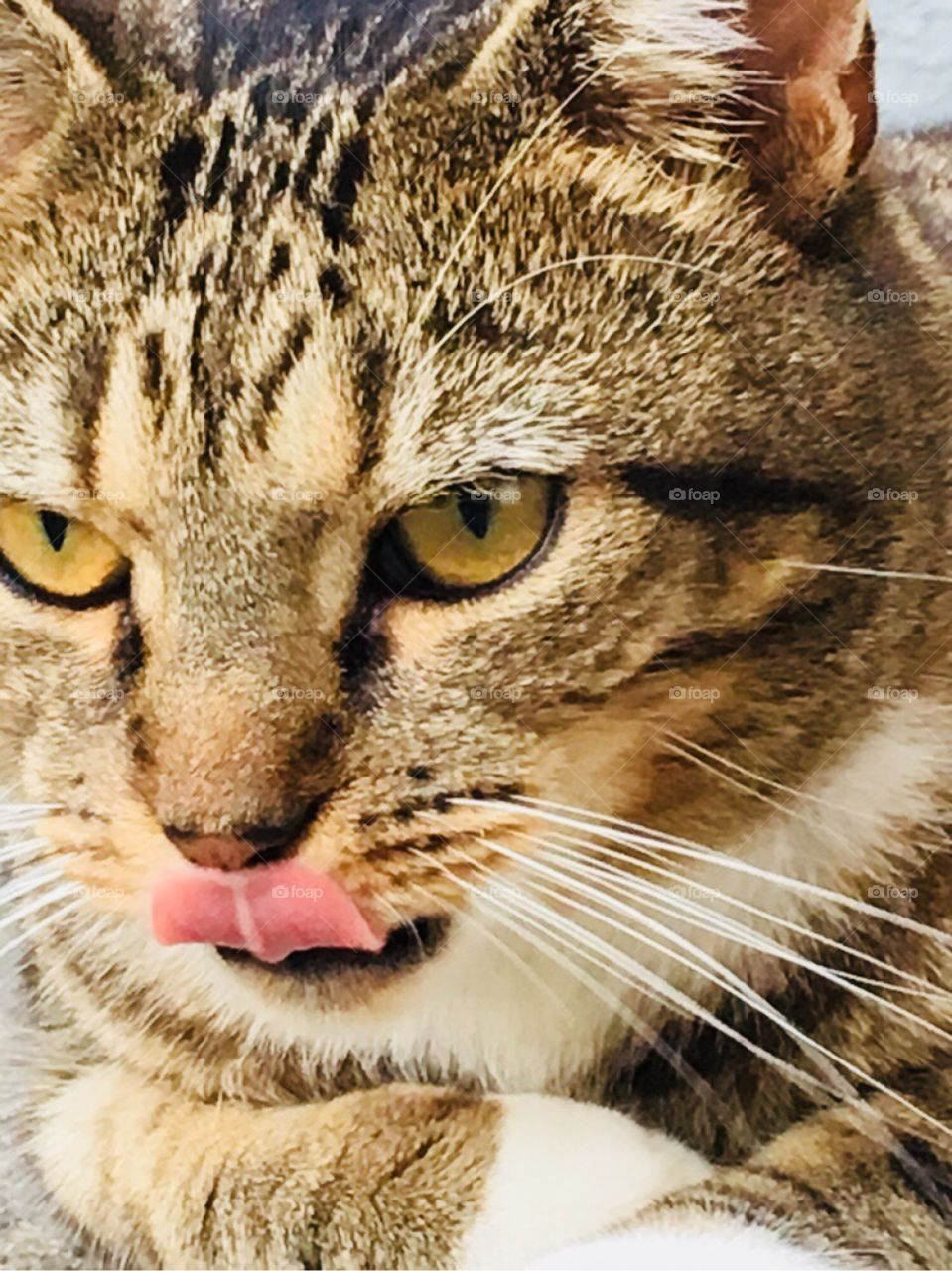 Cat’s tongue