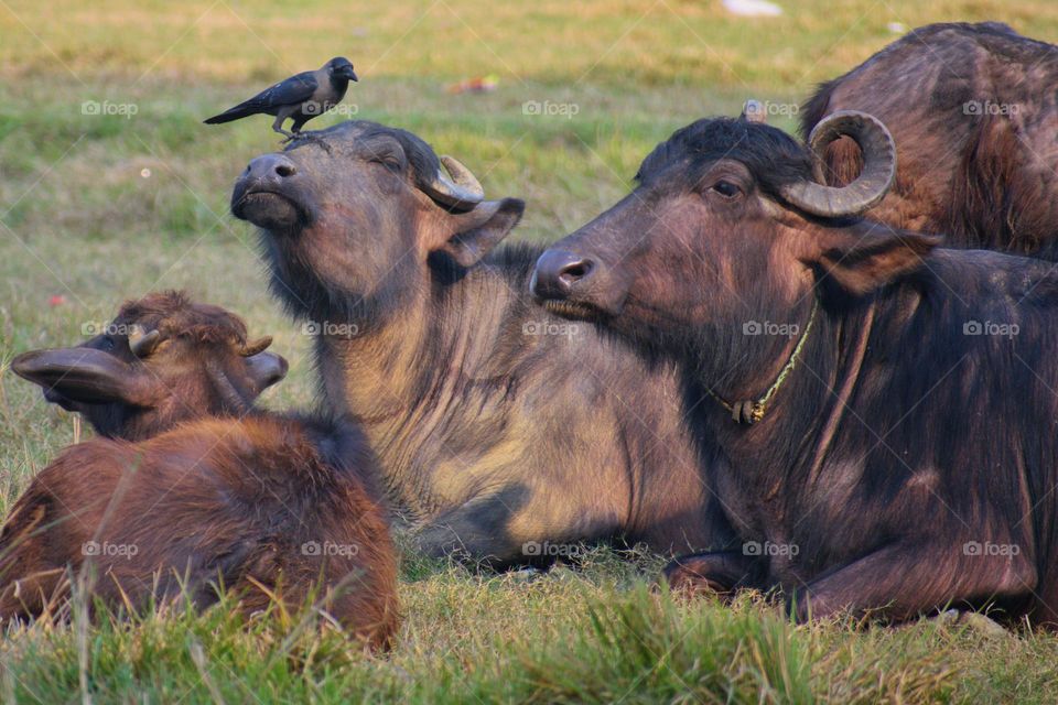 Animals resting peacefully 