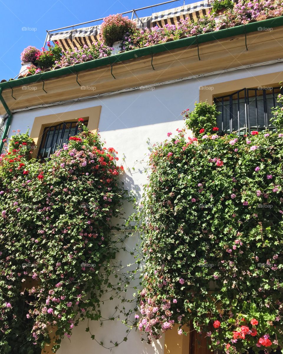 Hanging flowers on the windows of a white walled home in cordoba in spain 