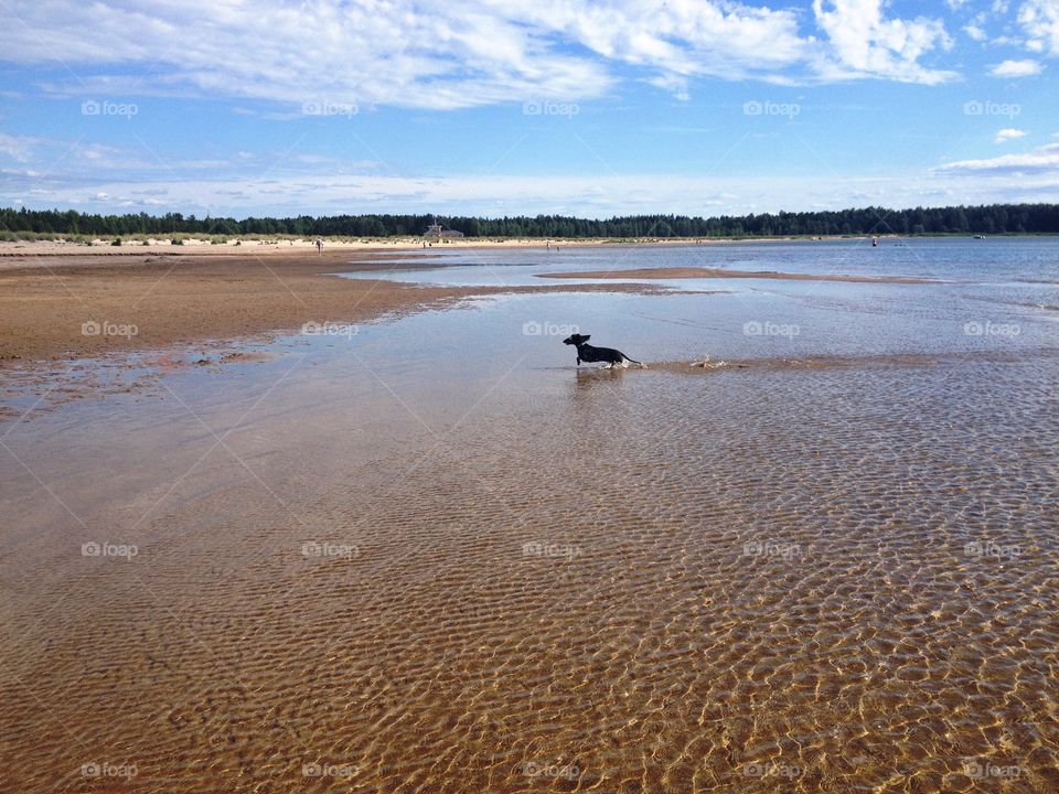 Joy of the beach. A duchshund running on a seashore