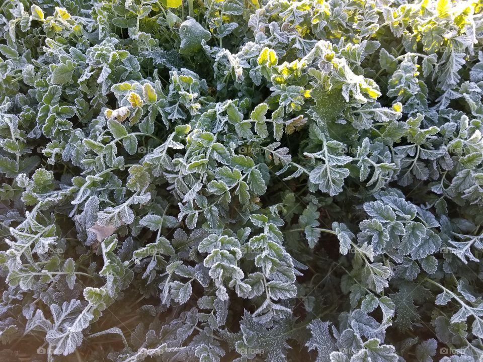 Frost in the morning