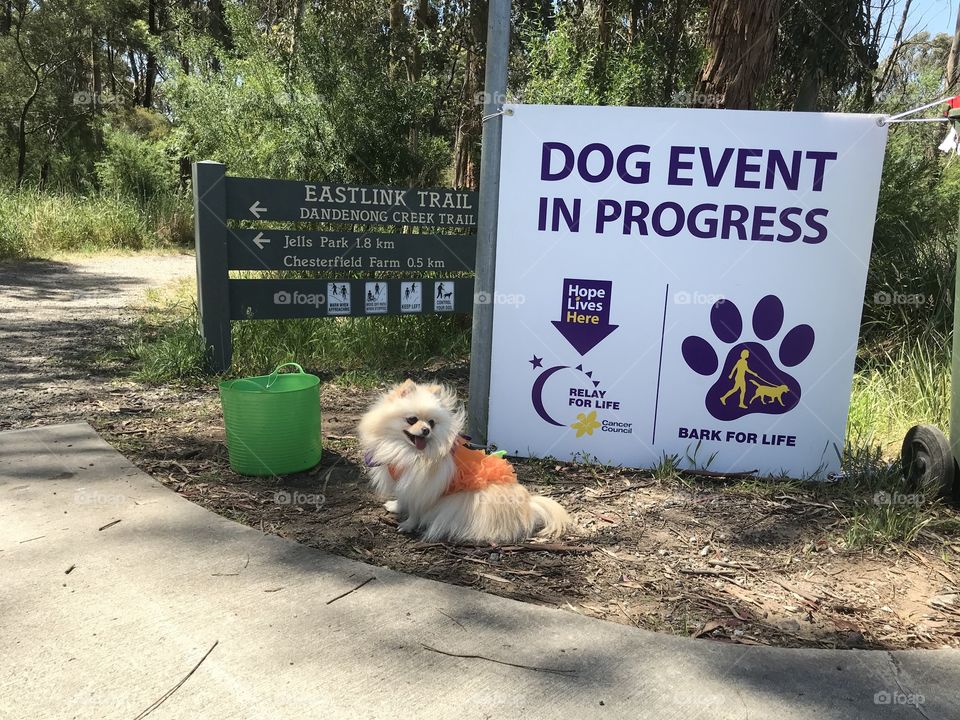 Symbol for Dogs walking at Jells Park Wheelers Hills Melbourne Australia 