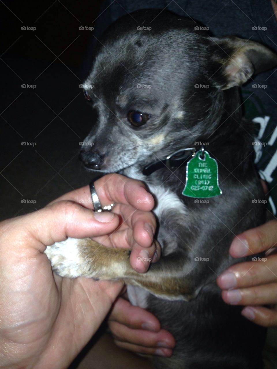 Chihuahua trust