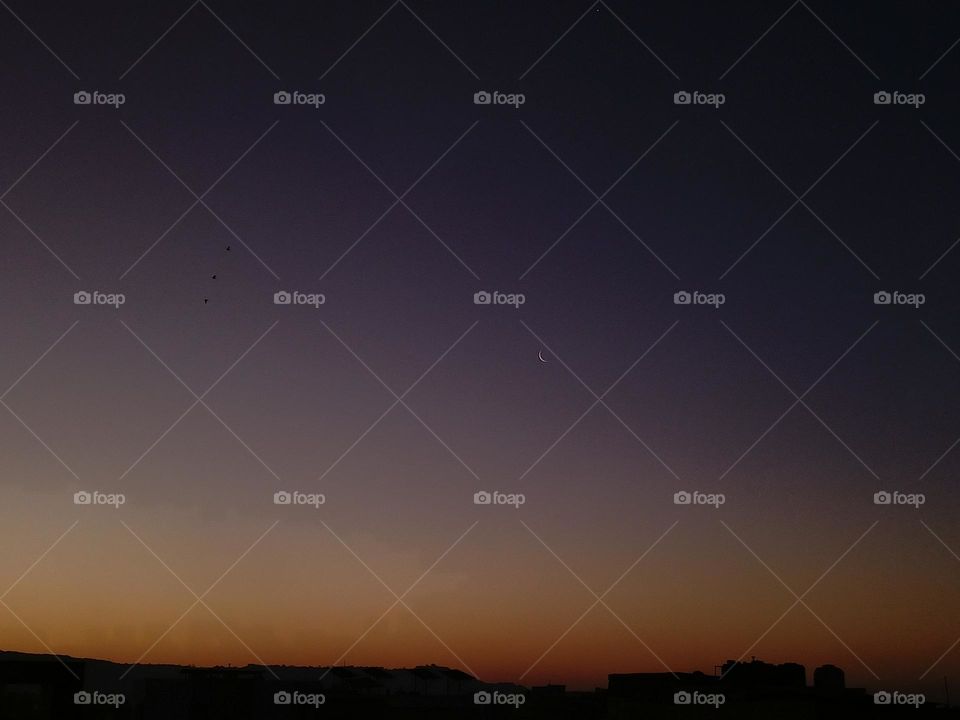 moon, and birds in the morning