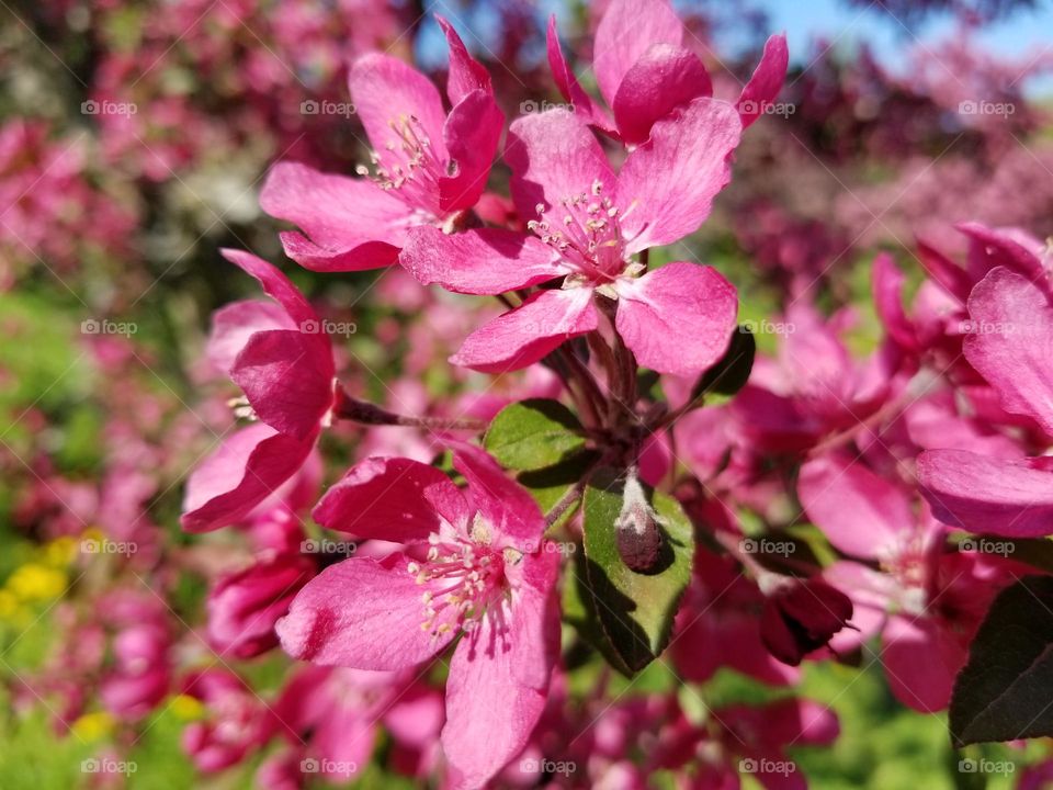 Blooming trees