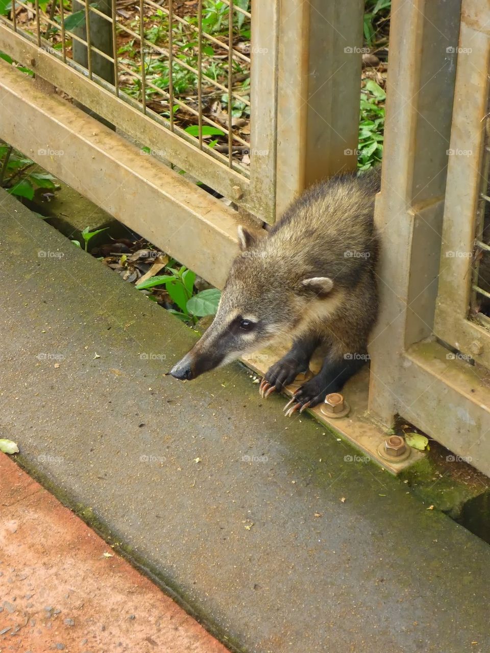 coati