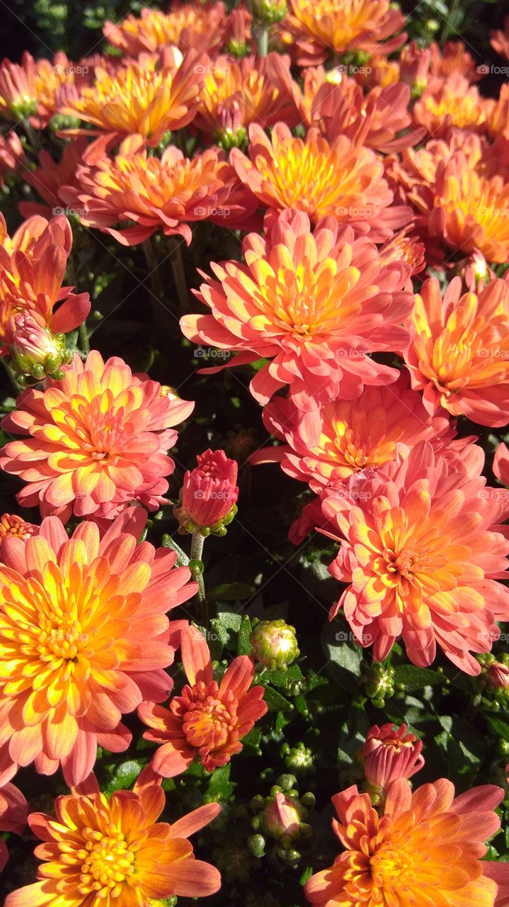 yellow/pink mums