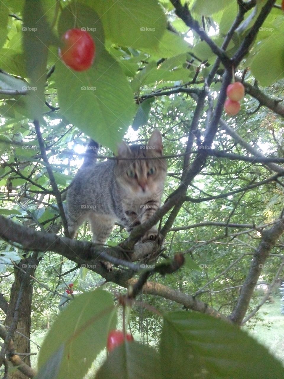 Cat on cherry