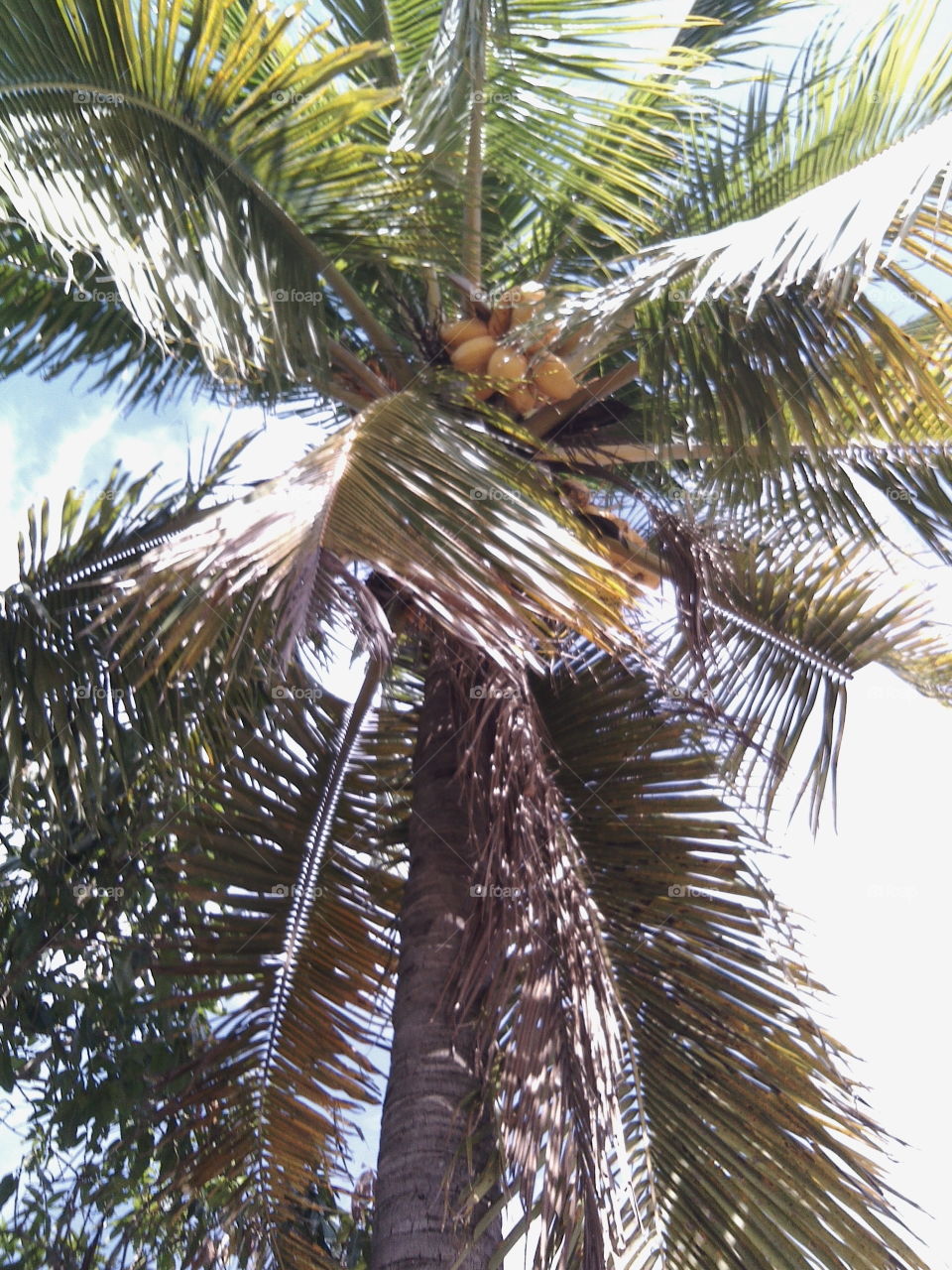 Dwarf coconut tree