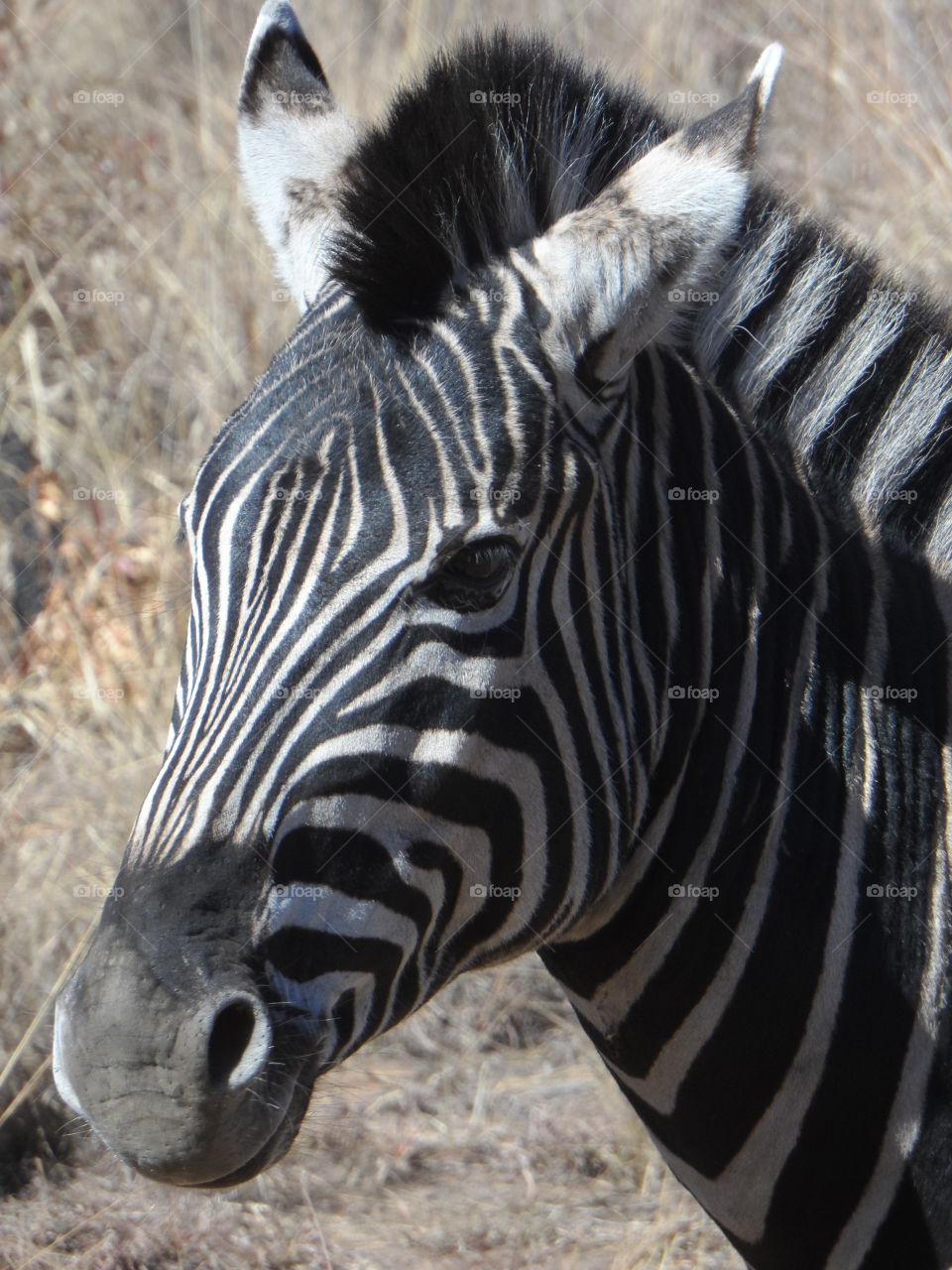 zebra