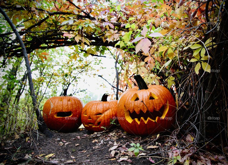 Halloween pumpkins 