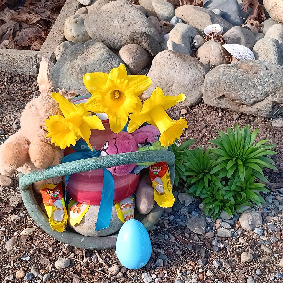 A color-filled basket with daffodils,  stuffed bunny, Easter candy, outside in the sunshine waiting for youngster to find the blue egg.