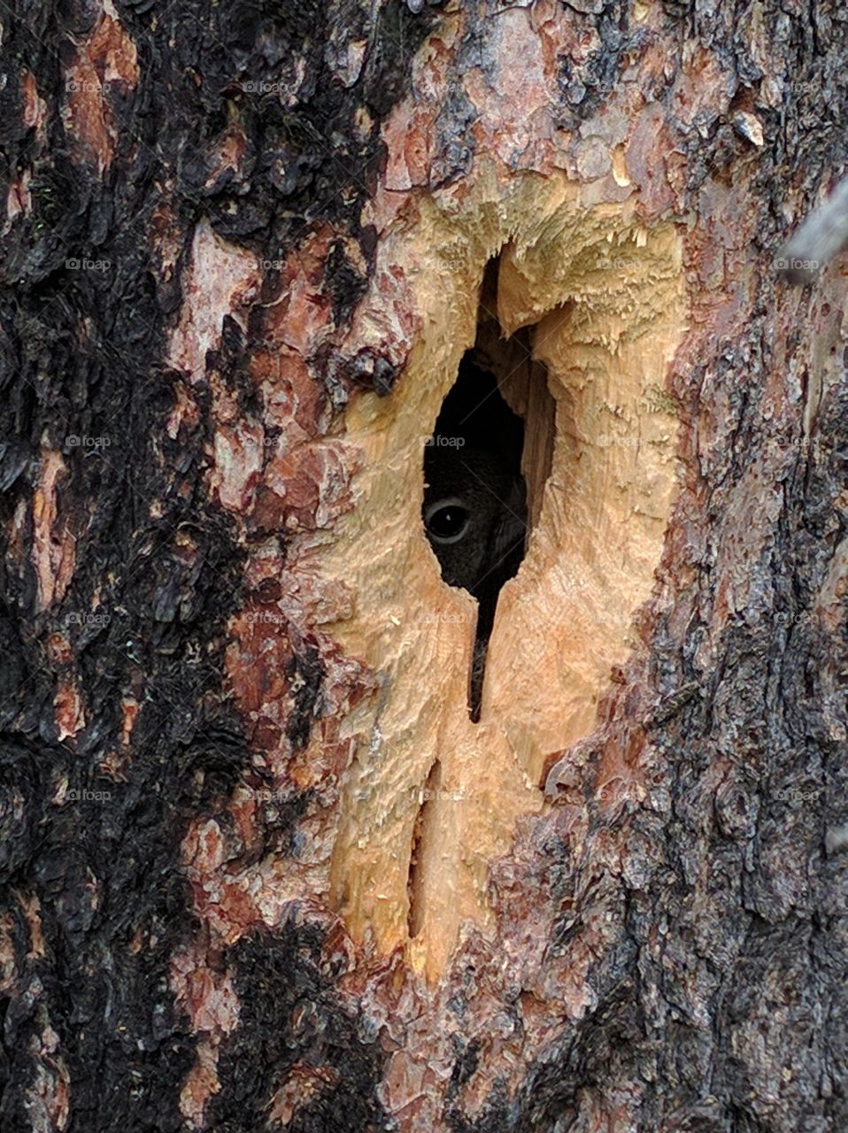 squirrel watching back