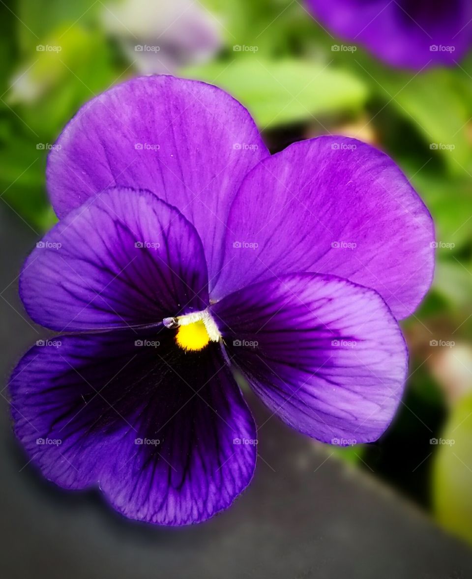 Violete Flower