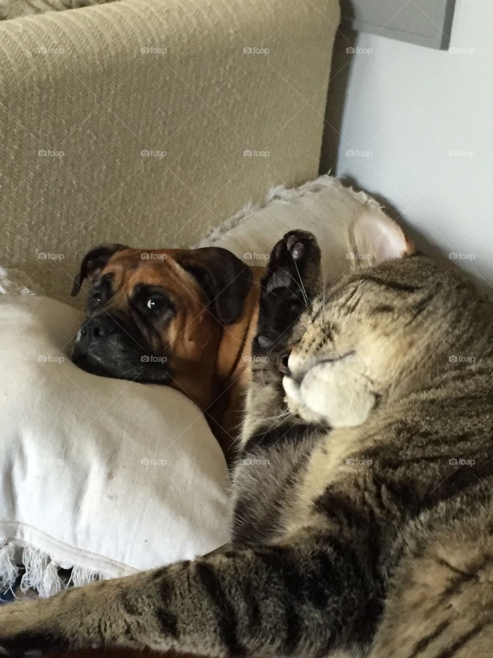Belle the Bullmastiff not so sure about Leon the Cat. 