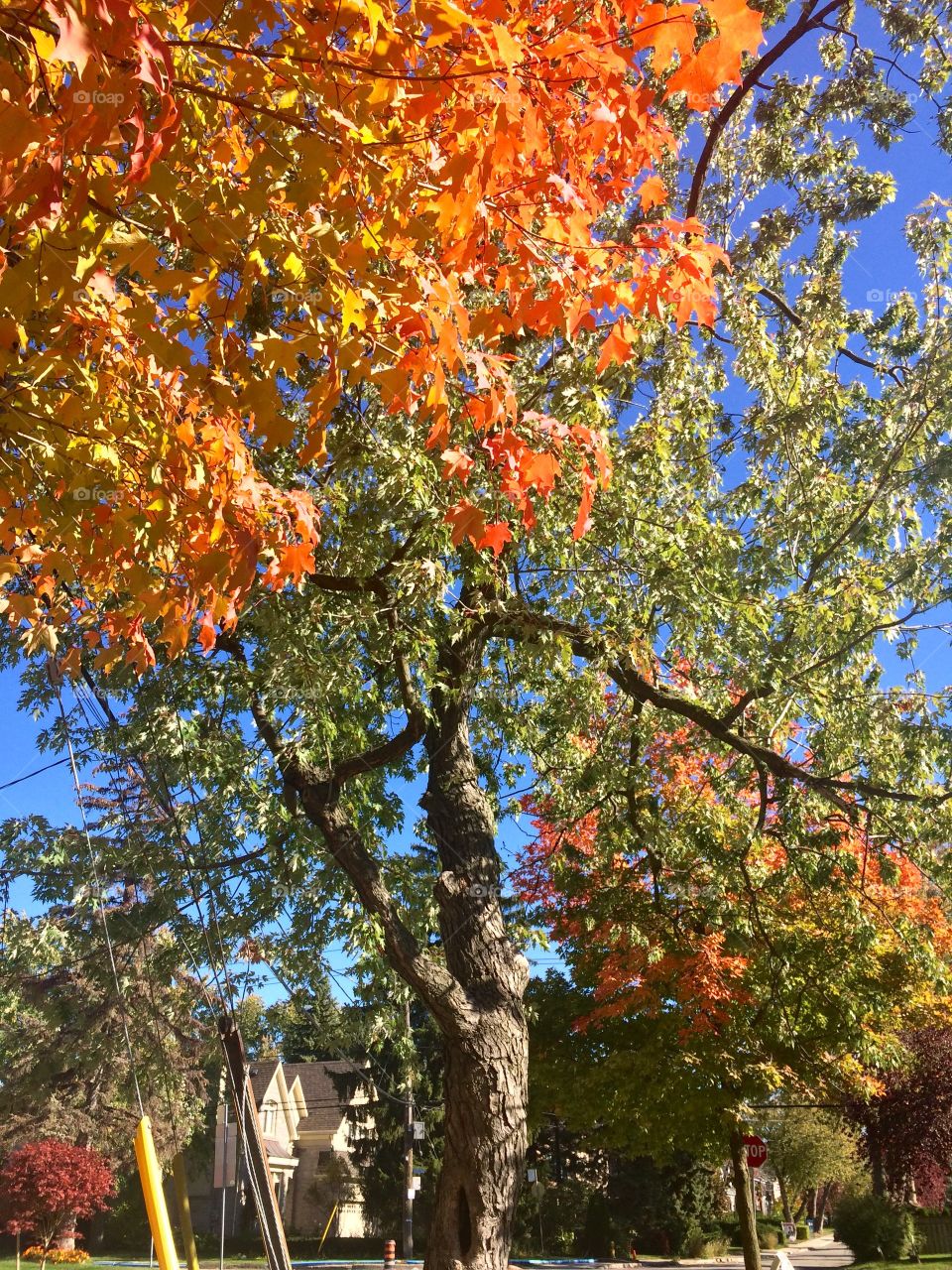 Beautiful Autumn ,Canada