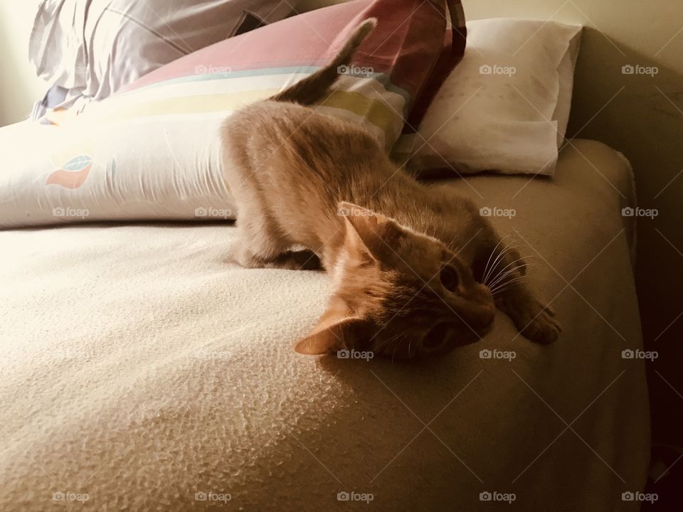Gatito juguetón sobre la cama 