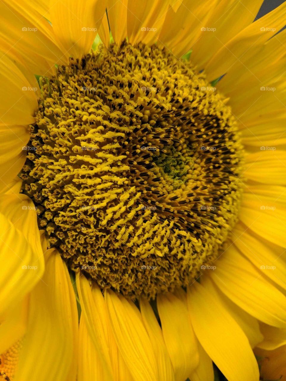 Happy sunflowers